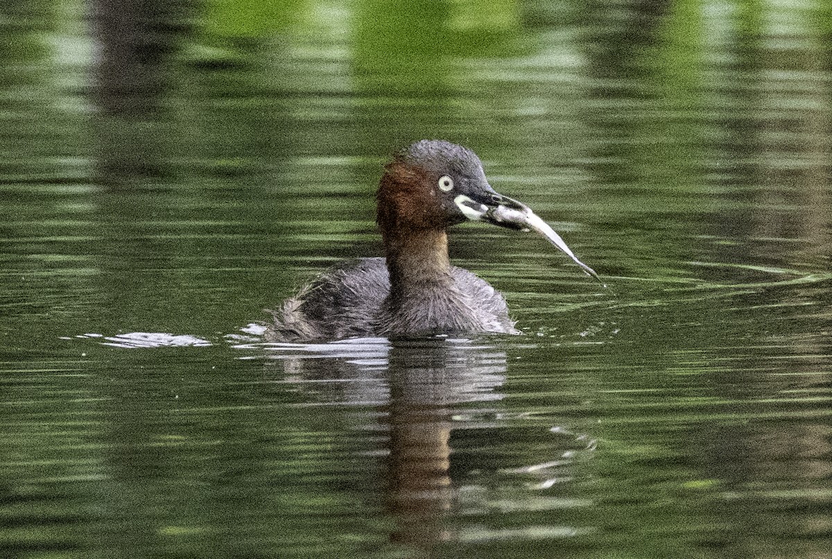 Zampullín Común - ML647455005