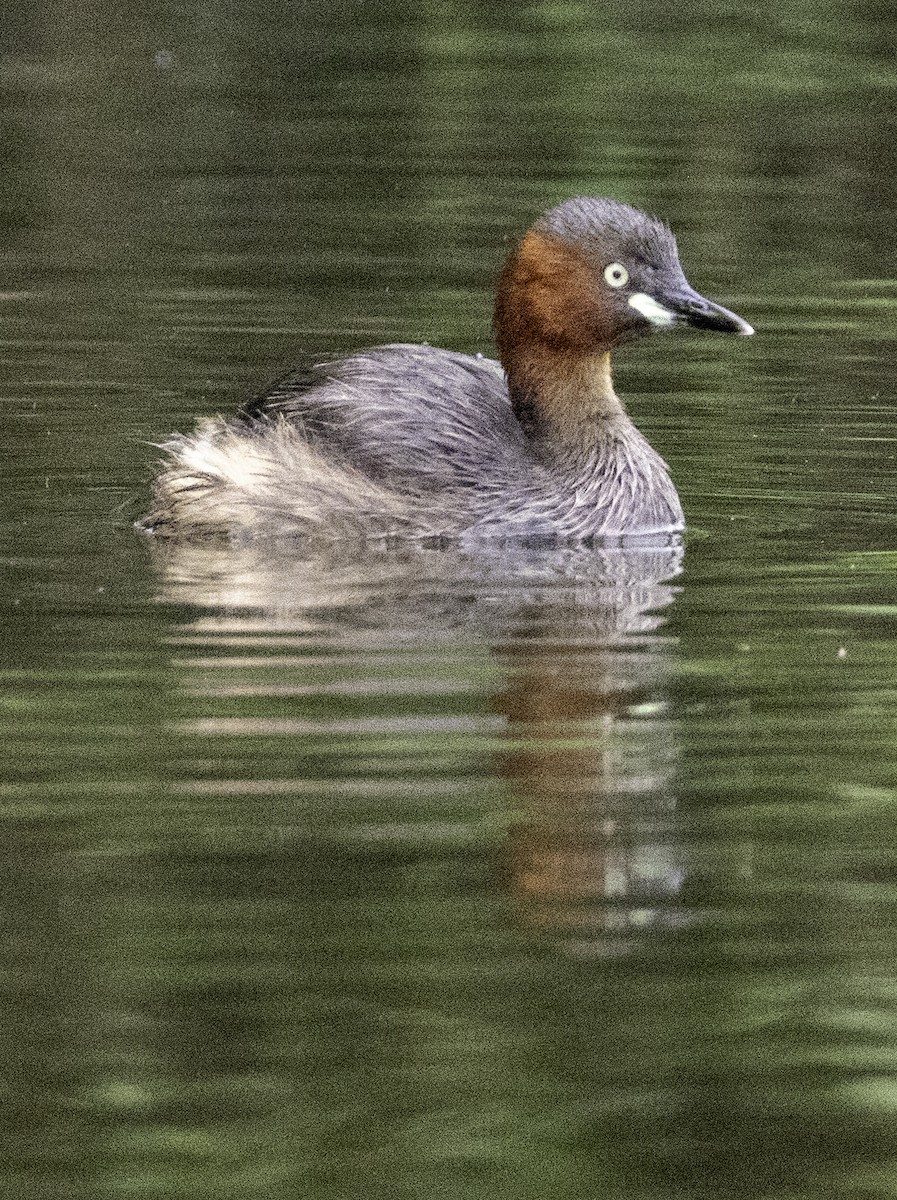 Zampullín Común - ML647455007