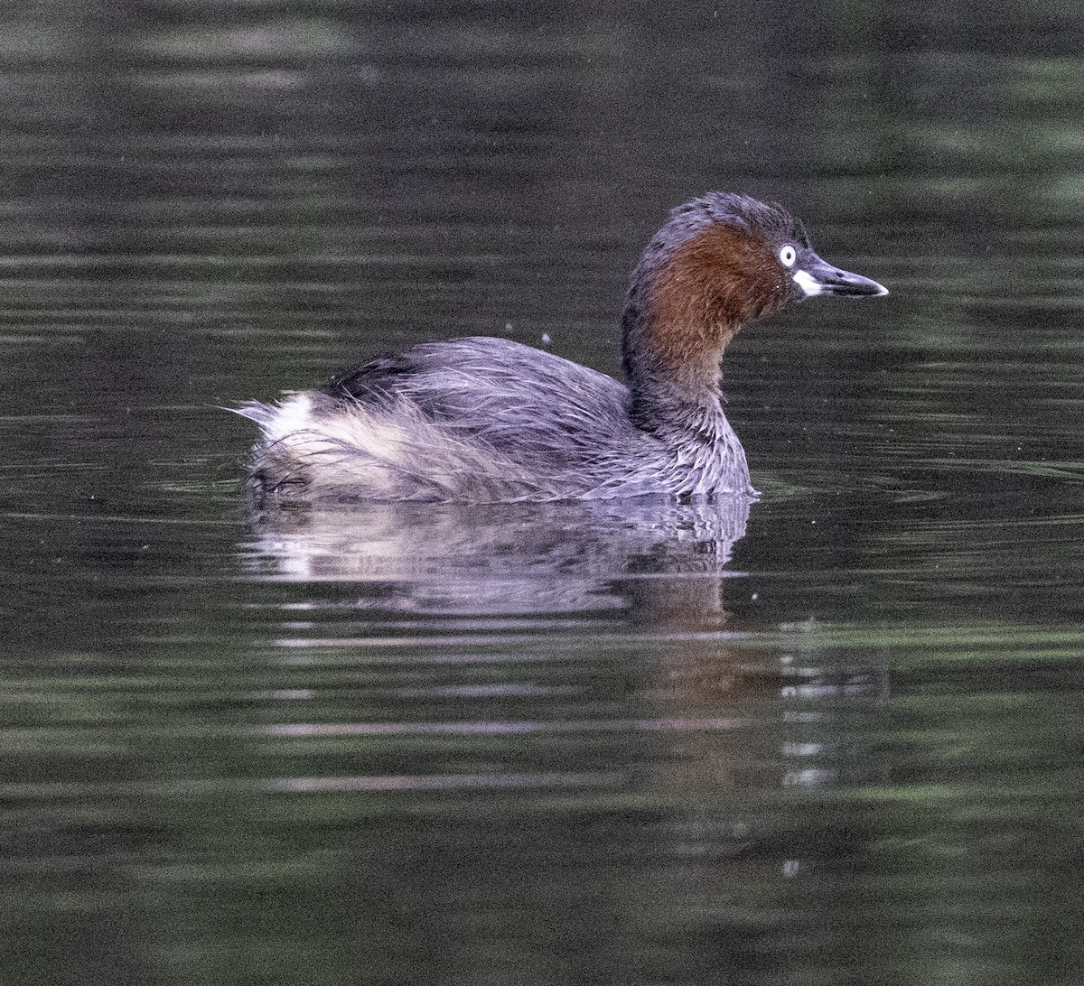 Zampullín Común - ML647455010