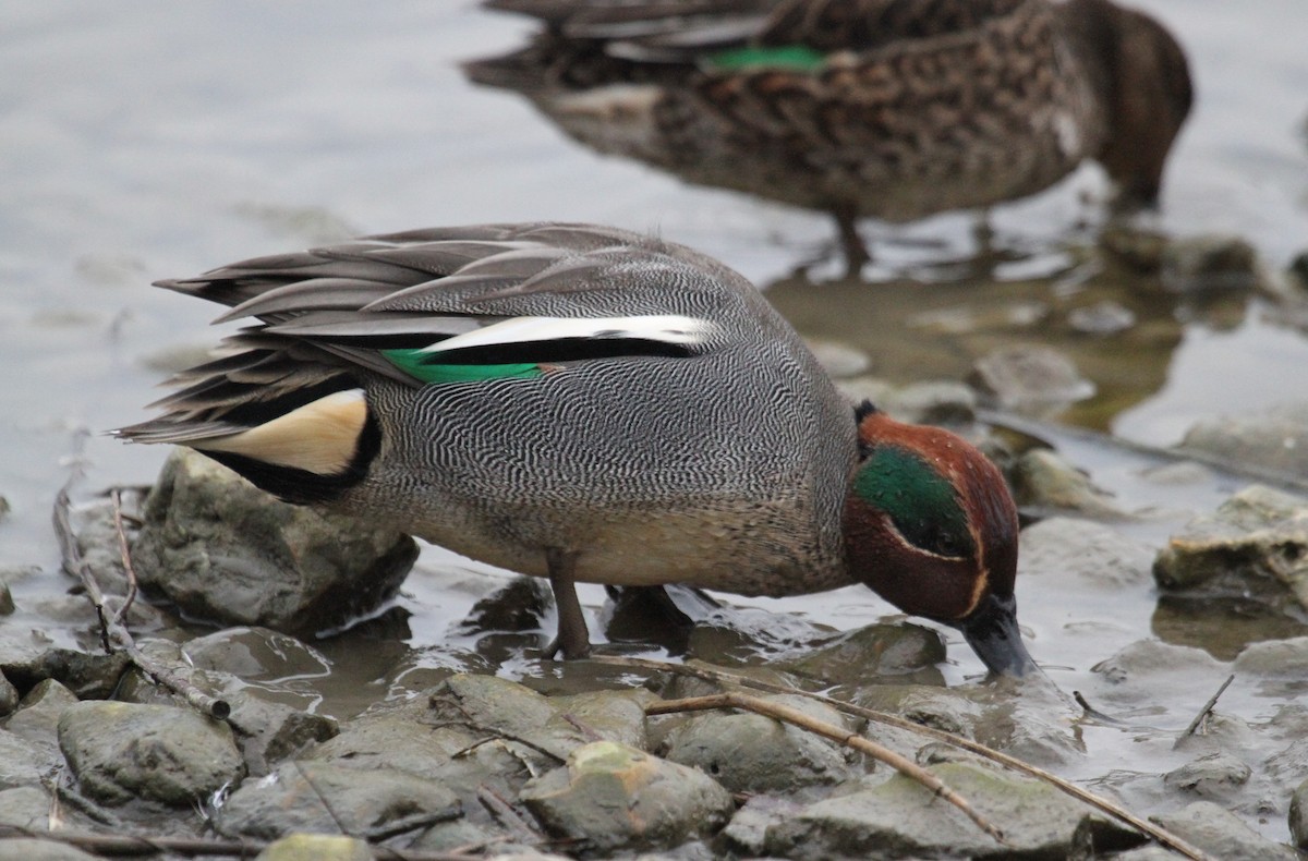 Cerceta Común - ML647455013