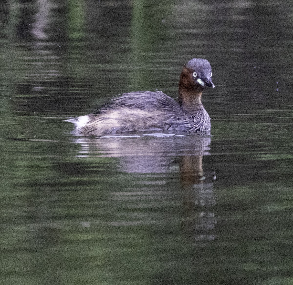 Zampullín Común - ML647455014