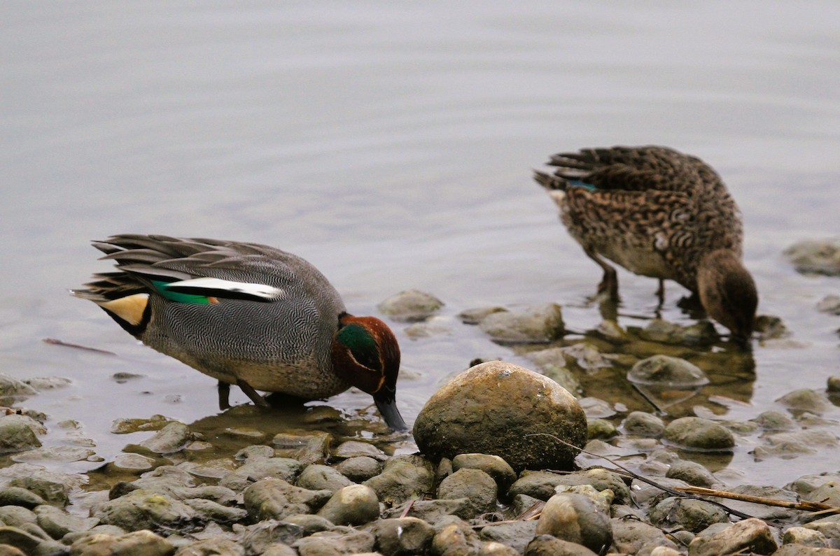 Cerceta Común - ML647455015