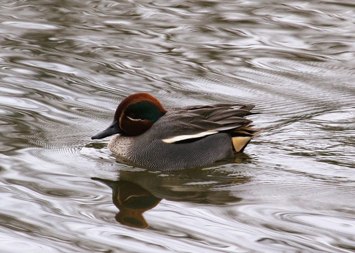 Cerceta Común - ML647455017