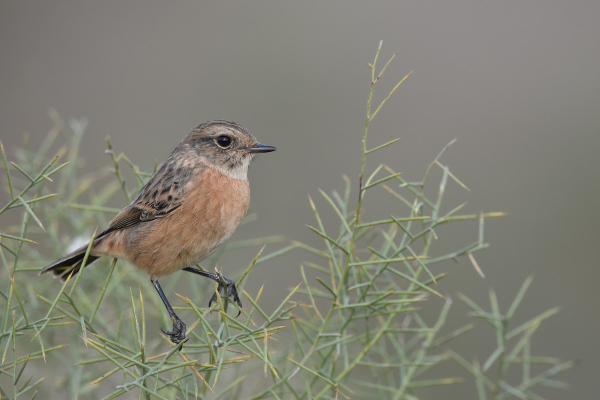 Tarabilla Europea - ML647455018