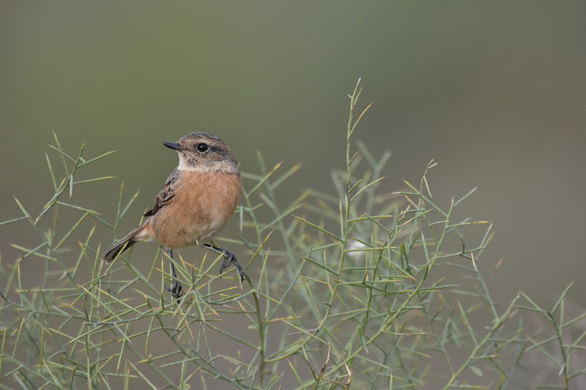 Tarabilla Europea - ML647455019