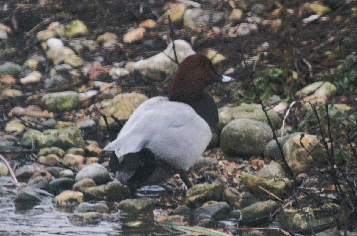 Porrón Europeo - ML647455023