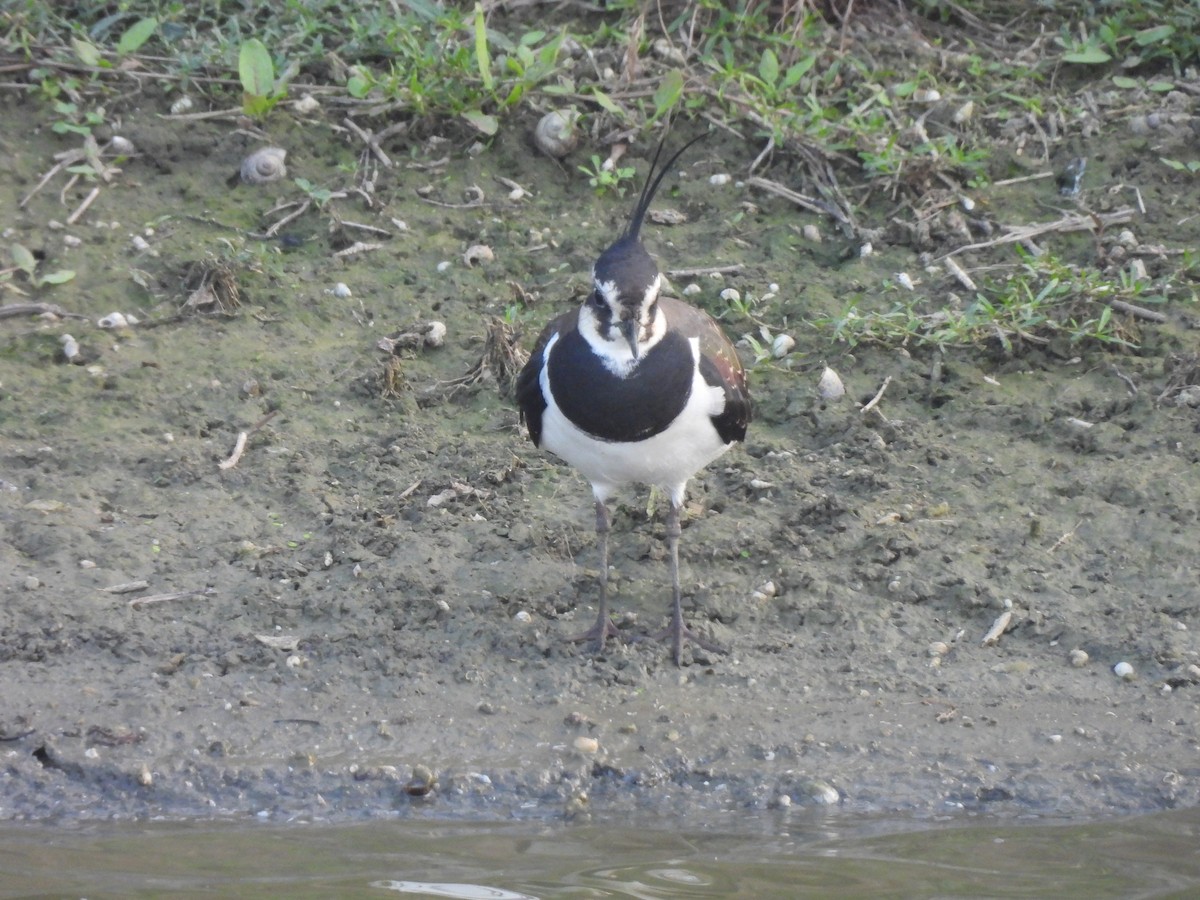 Avefría Europea - ML647455024