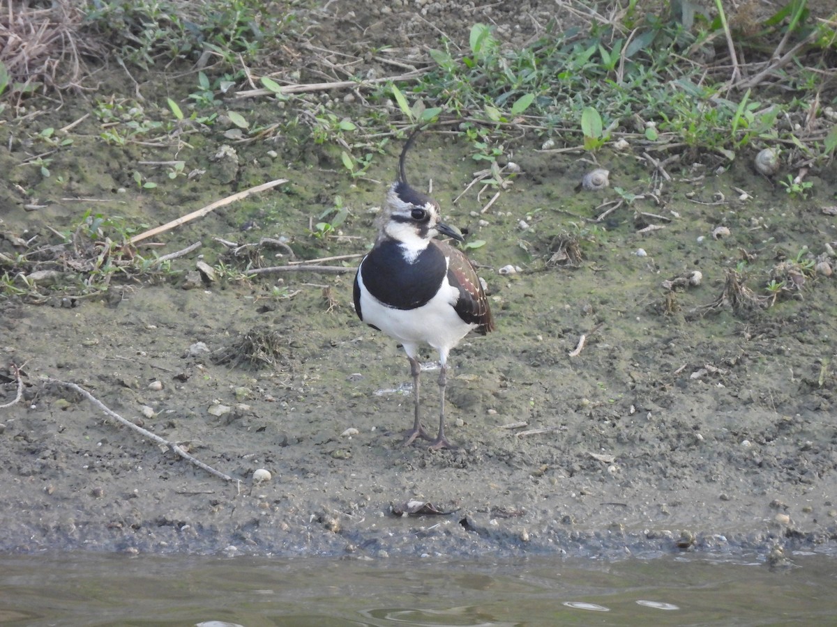 Avefría Europea - ML647455025