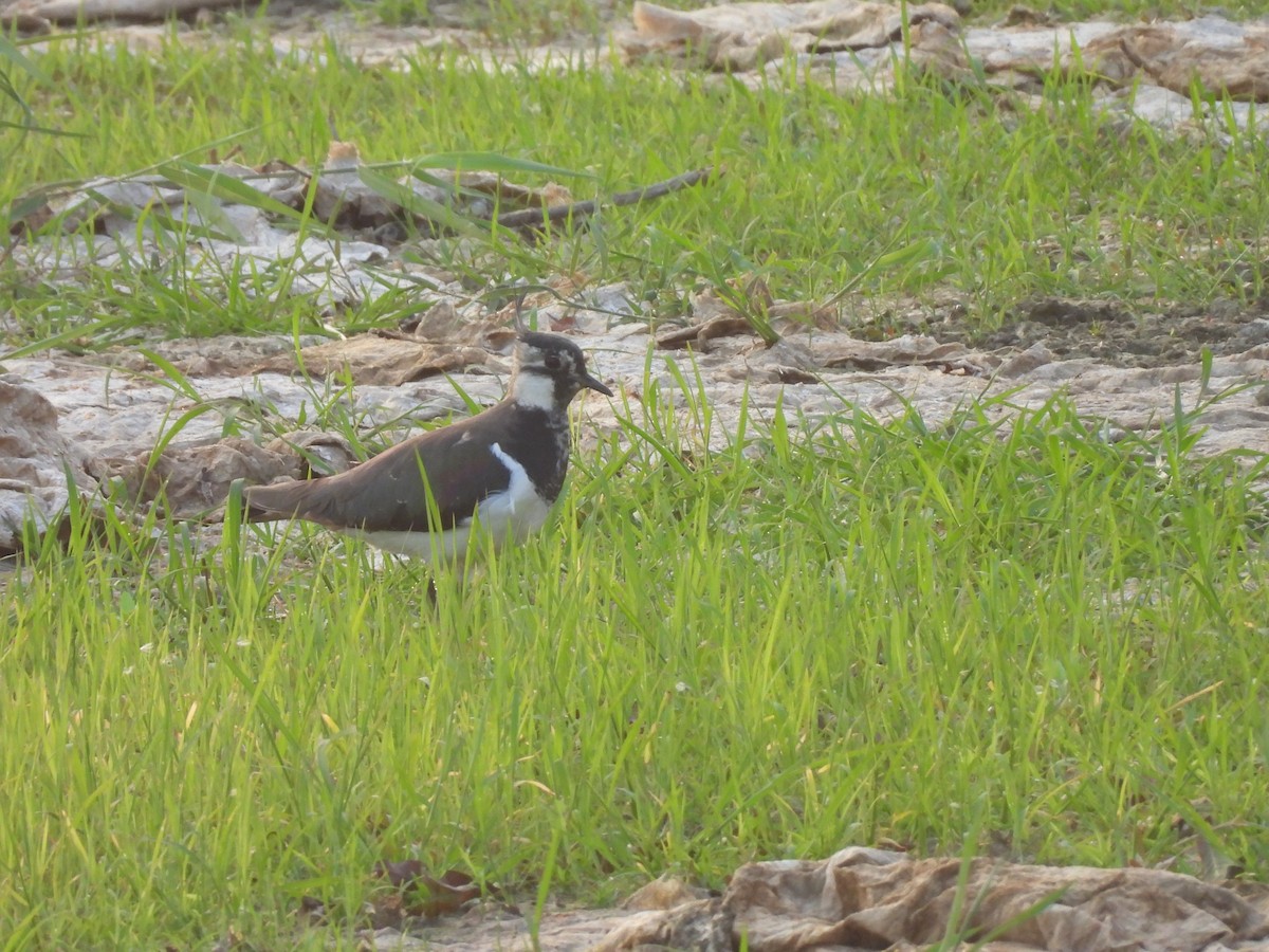 Avefría Europea - ML647455026