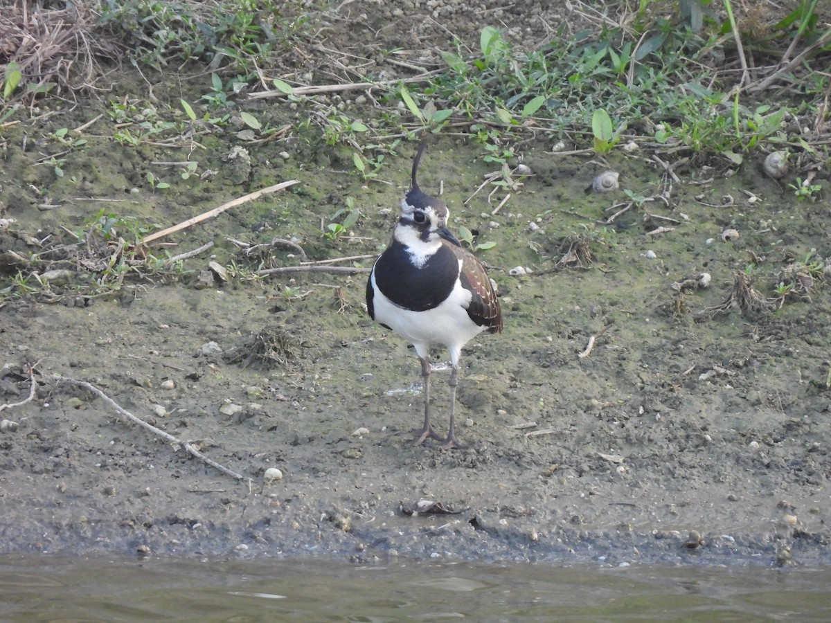 Avefría Europea - ML647455028