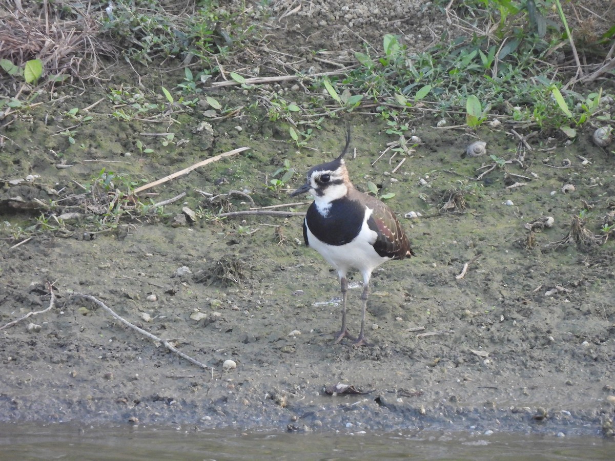 Avefría Europea - ML647455029