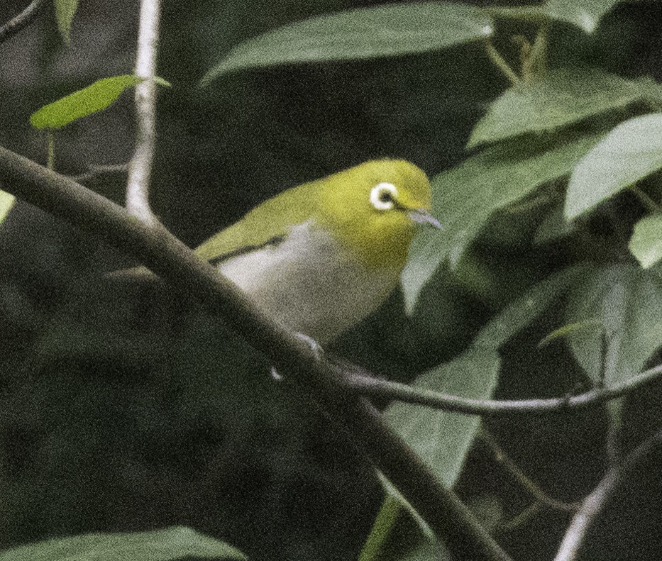 Anteojitos de Swinhoe - ML647455030