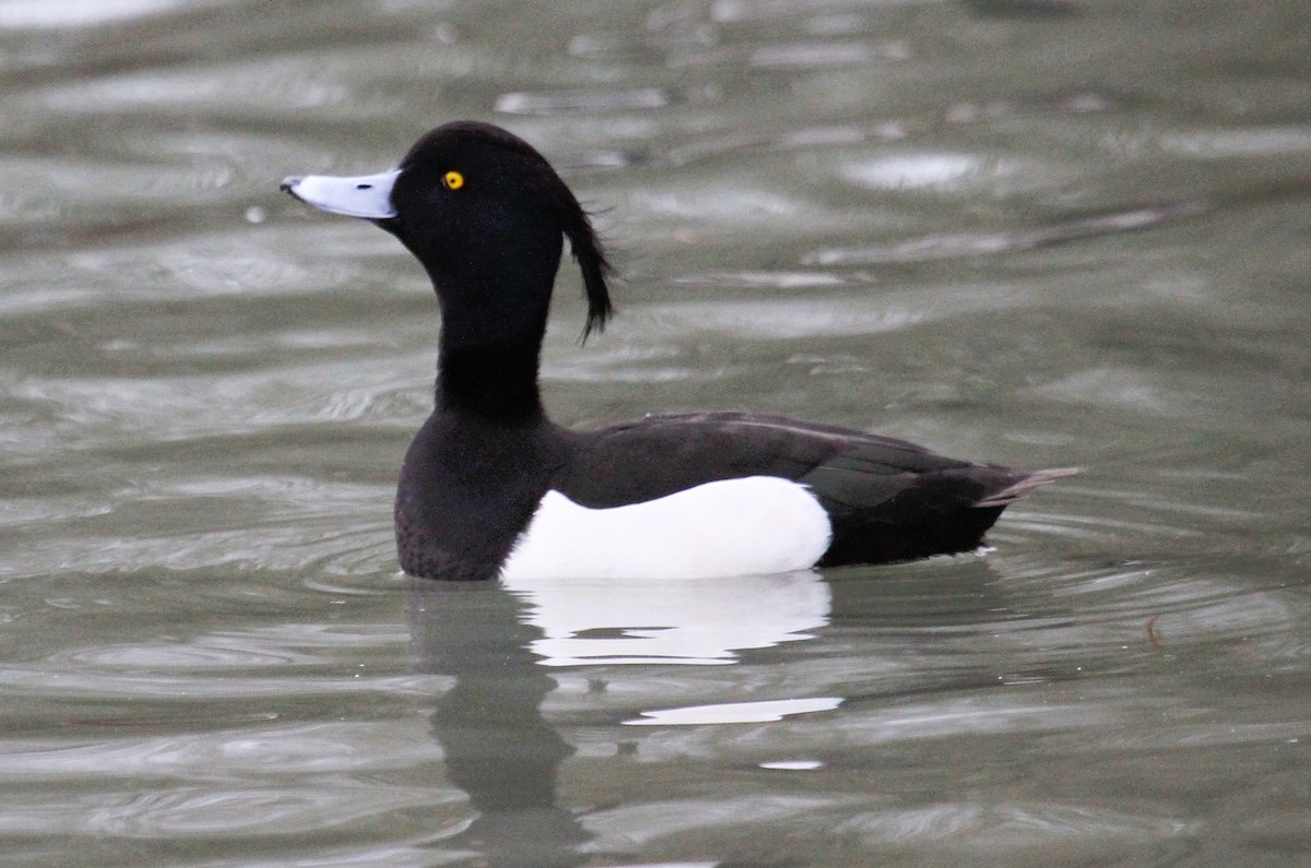 Porrón Moñudo - ML647455032