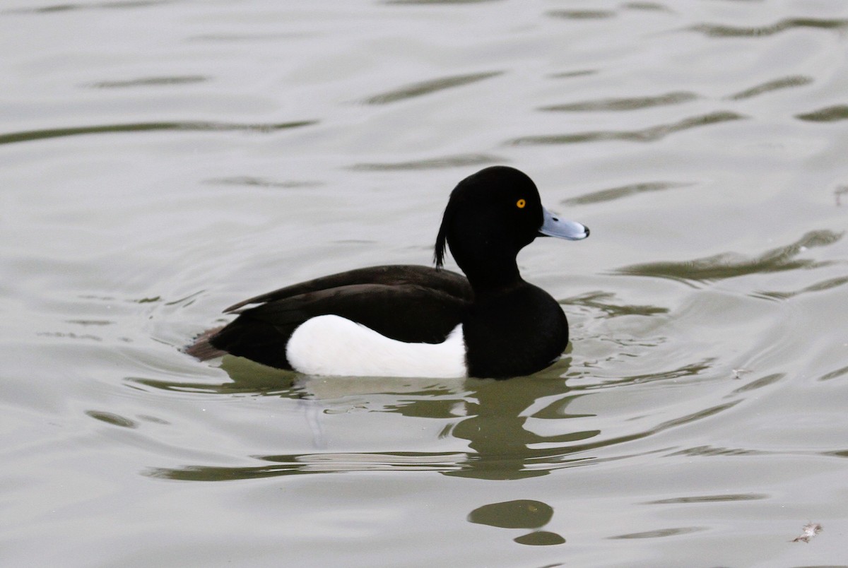 Porrón Moñudo - ML647455033