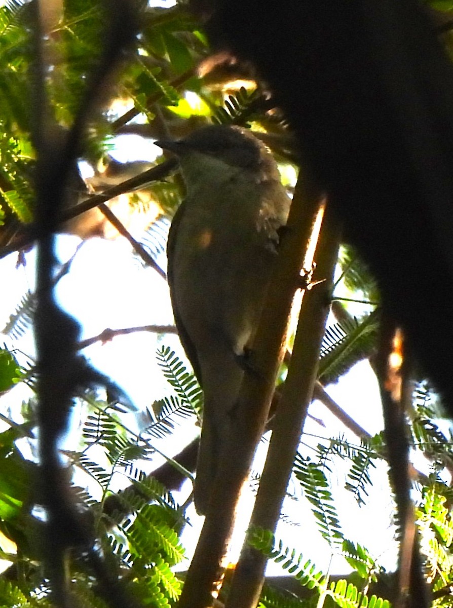 Curruca Zarcerilla - ML647455036