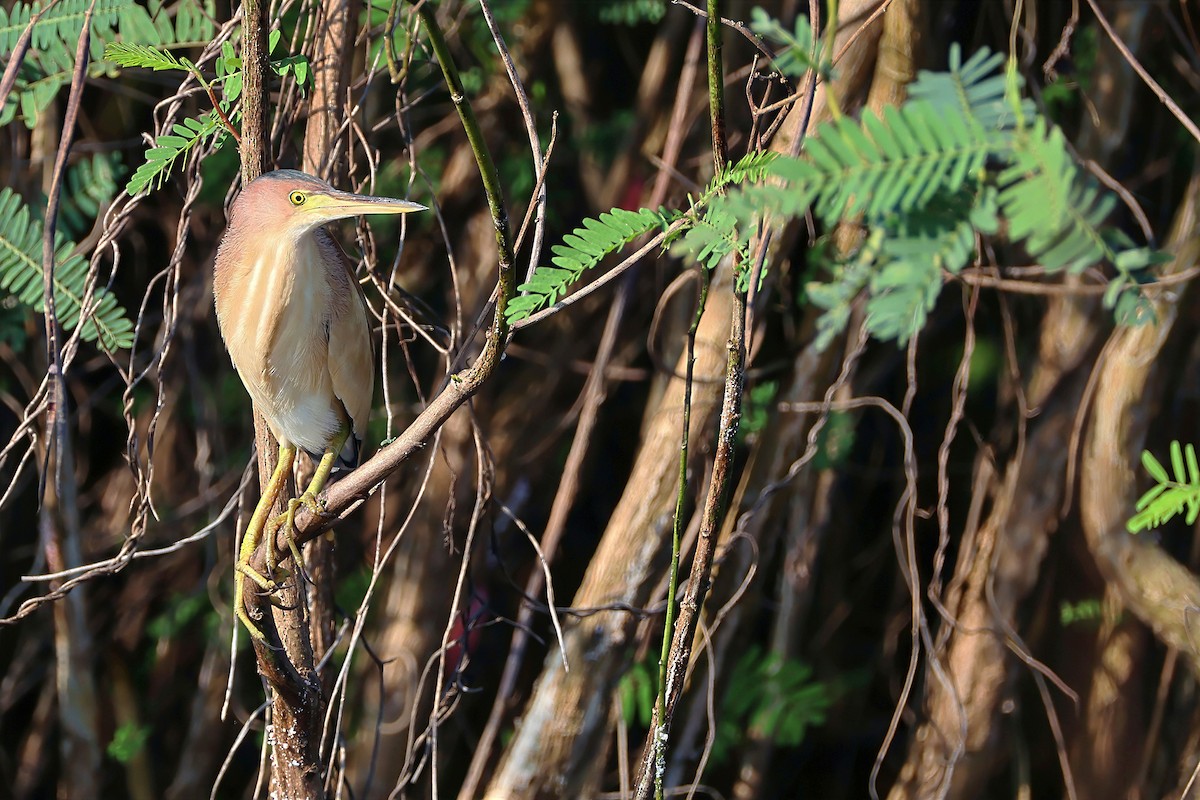 Avetorillo Chino - ML647455040