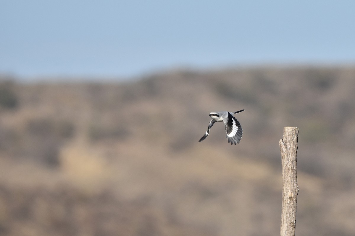 Alcaudón Norteño - ML647455041