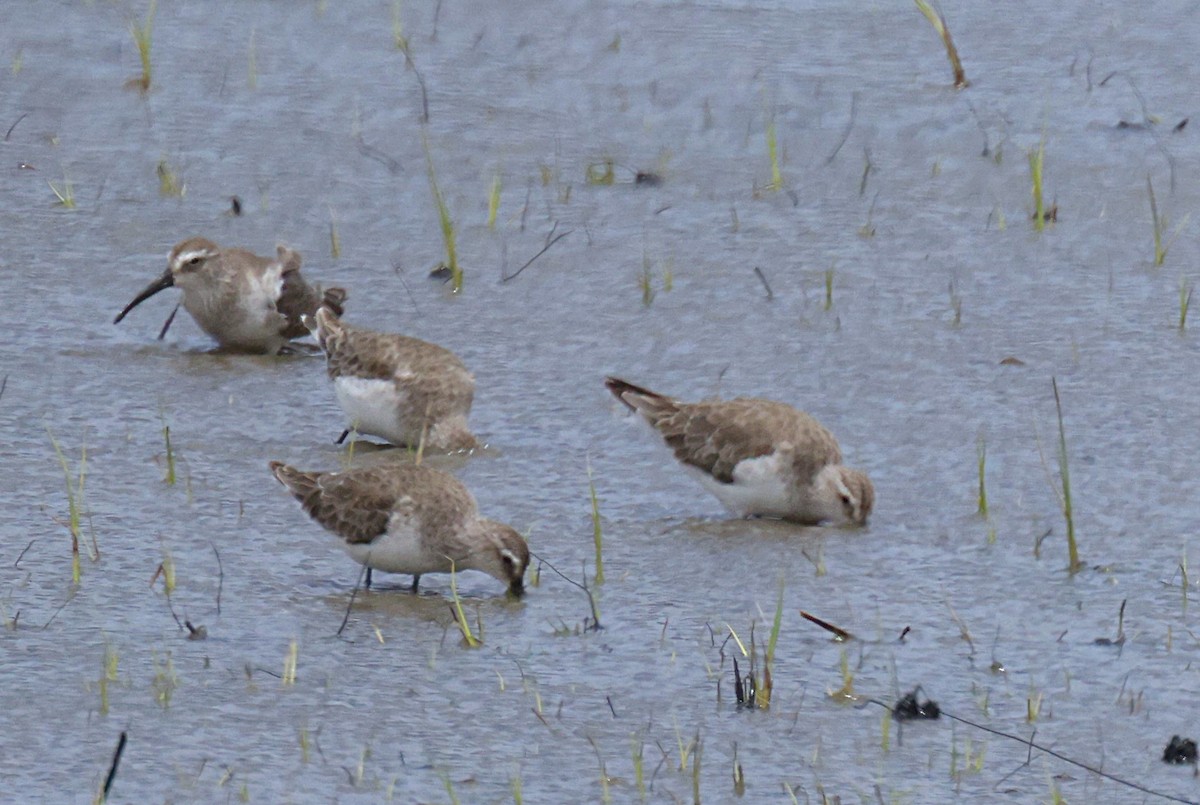 Correlimos Zarapitín - ML647455042