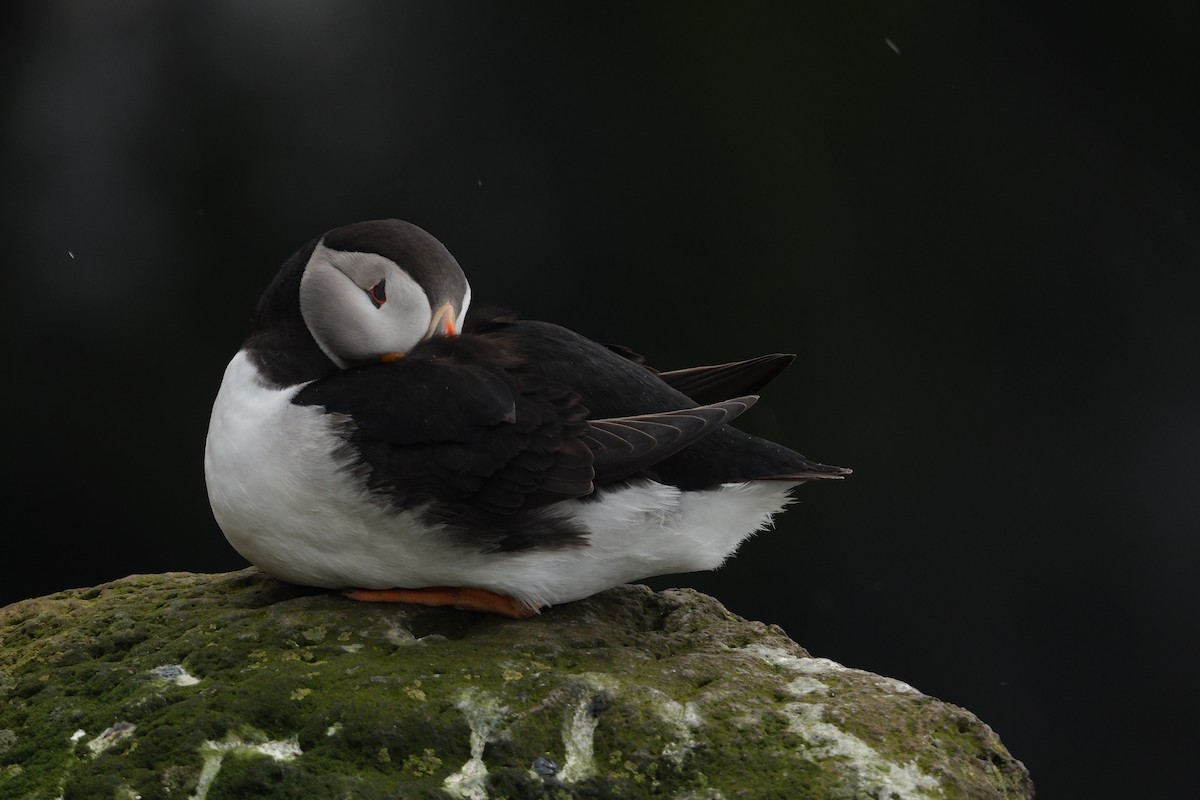 Frailecillo Atlántico - ML647455044