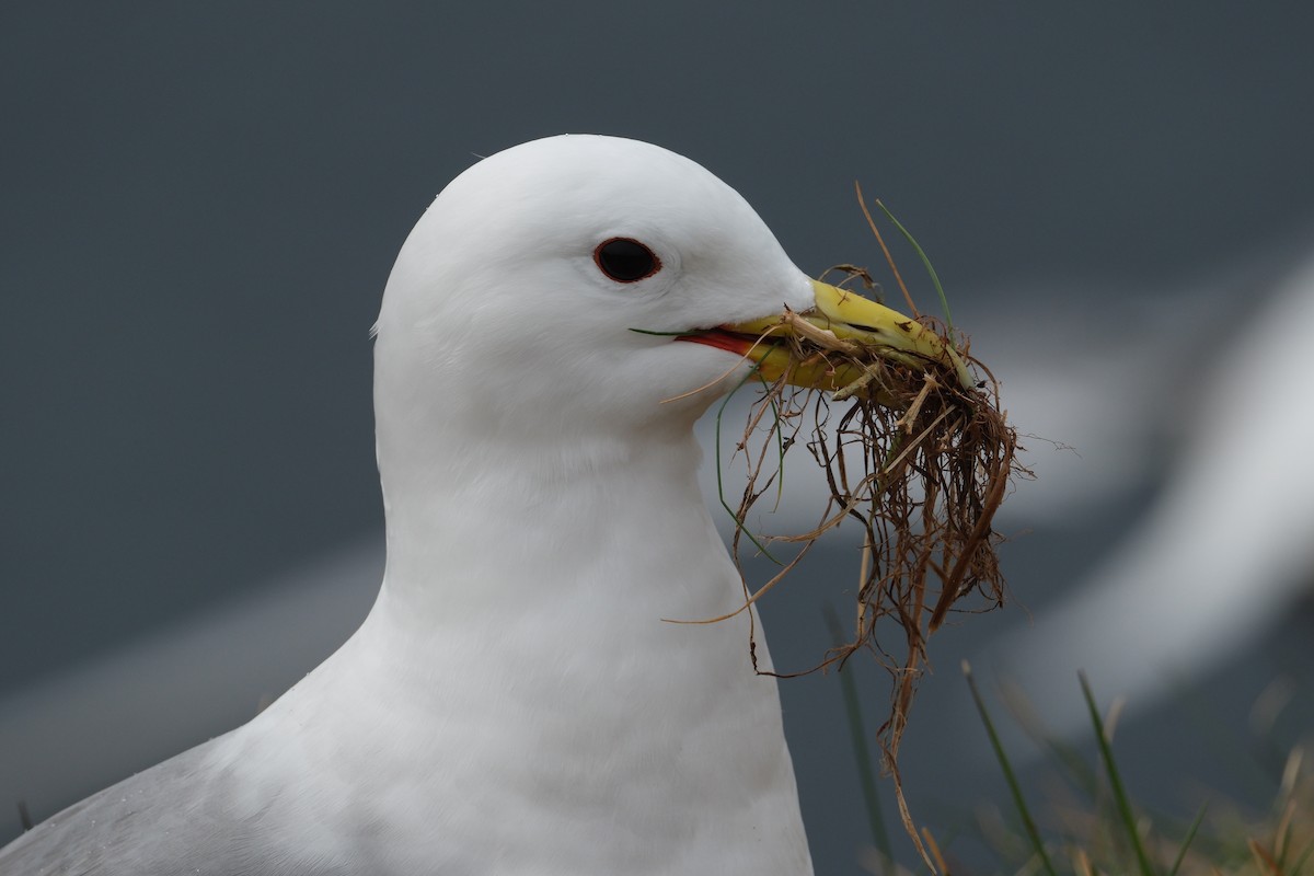 Black-legged Kittiwake - ML647455046