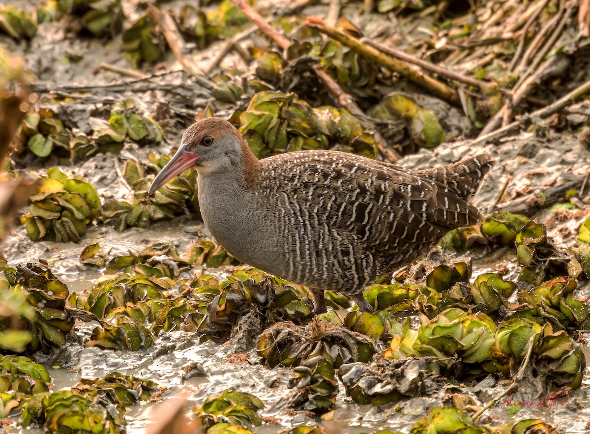 Slaty-breasted Rail - ML647455047