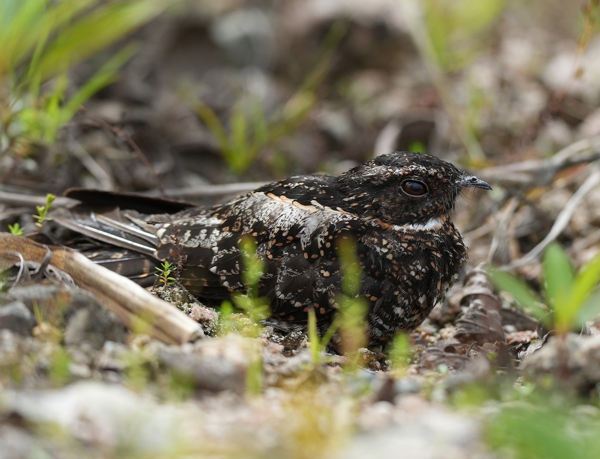 Blackish Nightjar - ML647455057