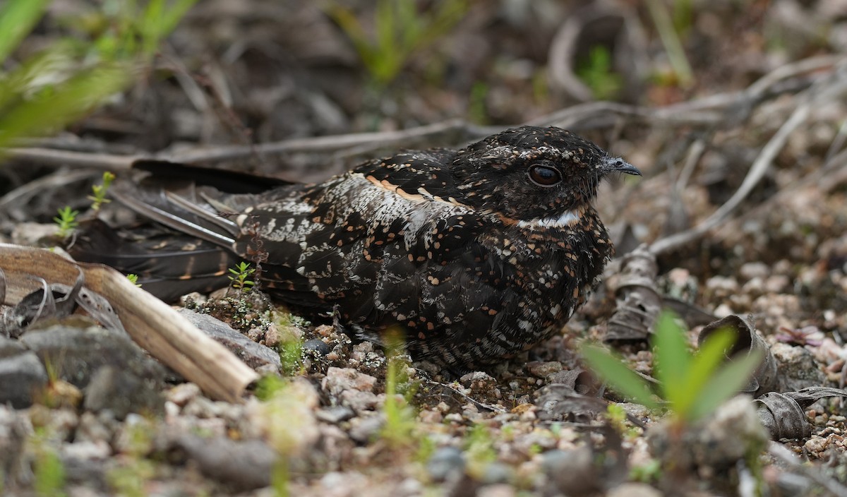 Blackish Nightjar - ML647455059