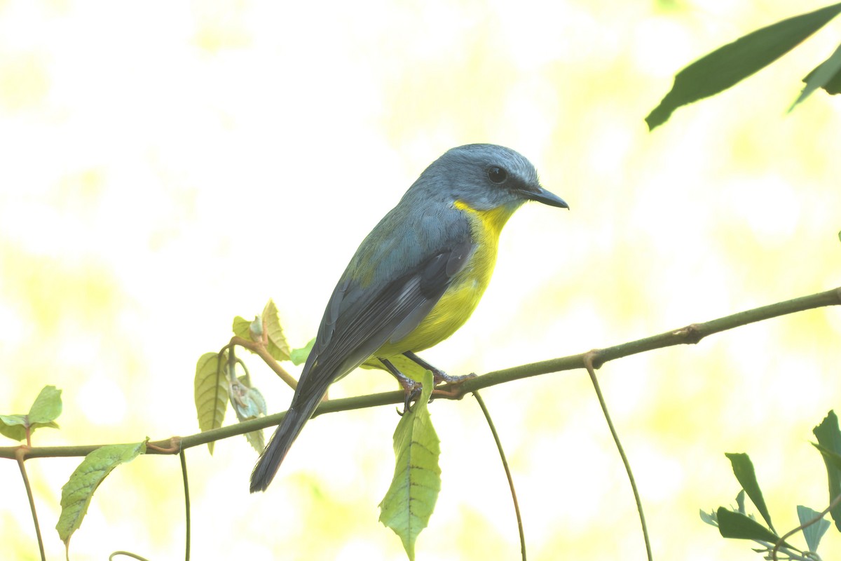 Eastern Yellow Robin - ML647455063