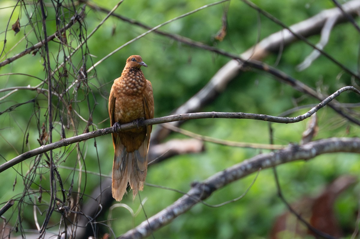 Enggano Cuckoo-Dove - ML647455082