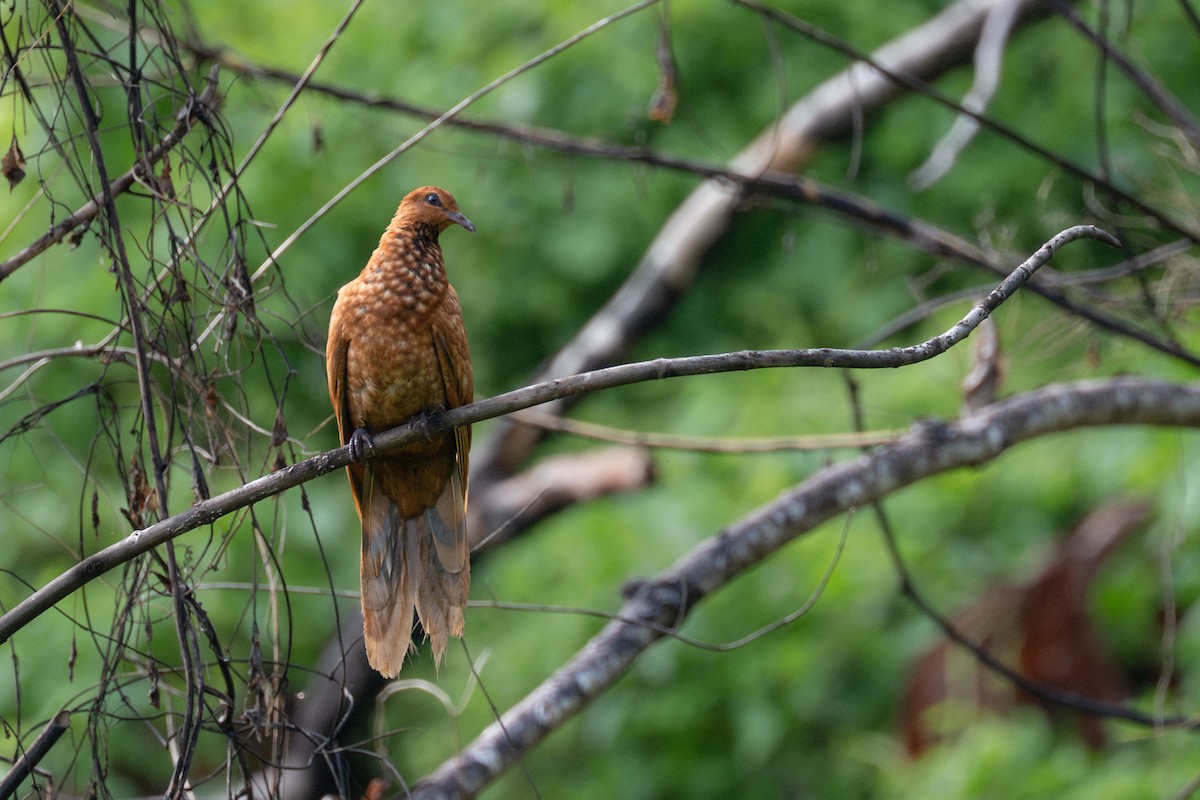 Enggano Cuckoo-Dove - ML647455083