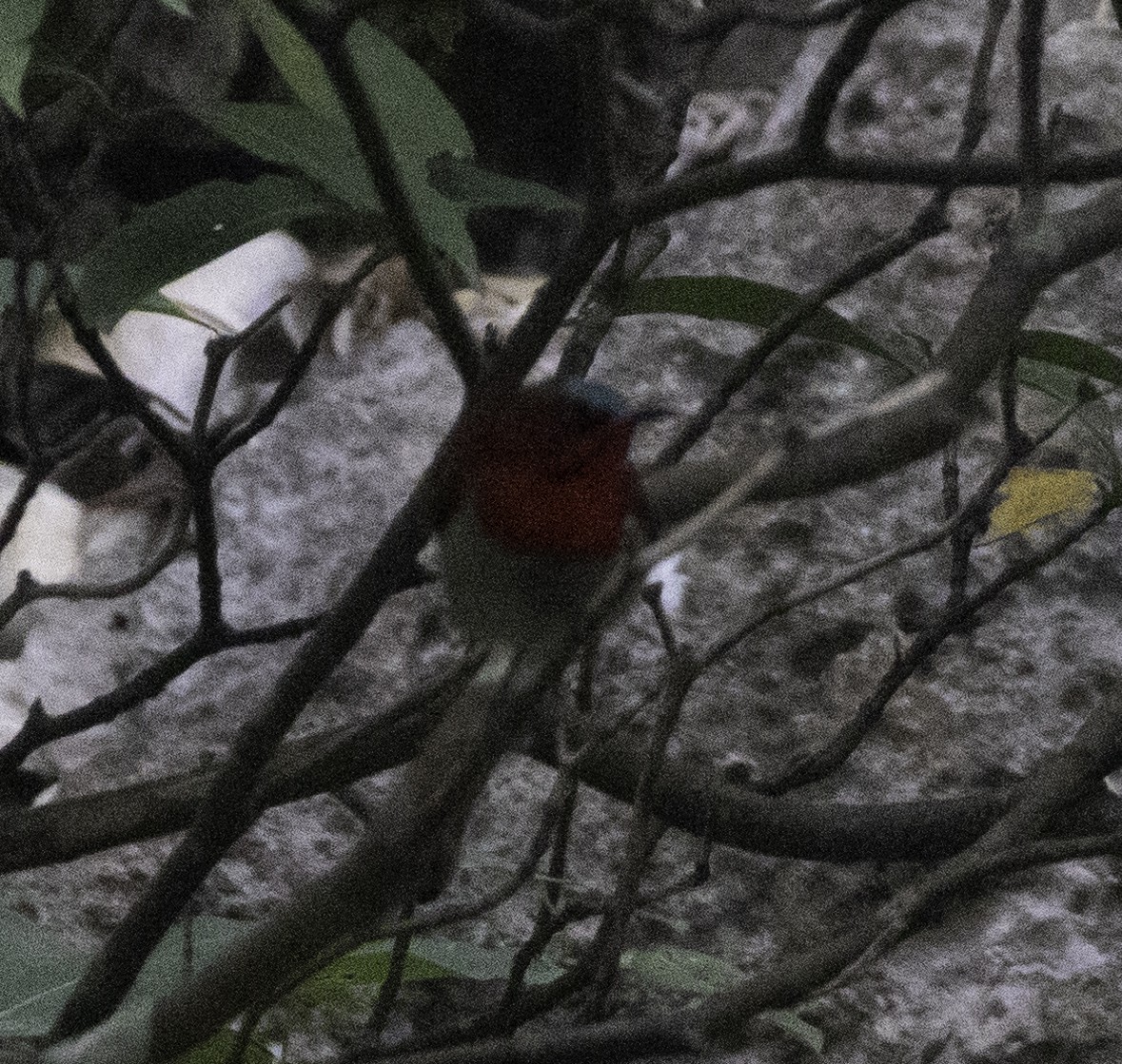 Crimson Sunbird - ML647455092