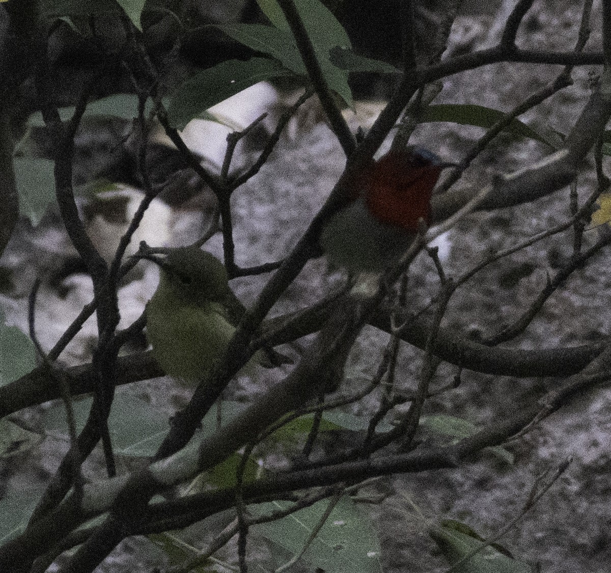 Crimson Sunbird - ML647455093