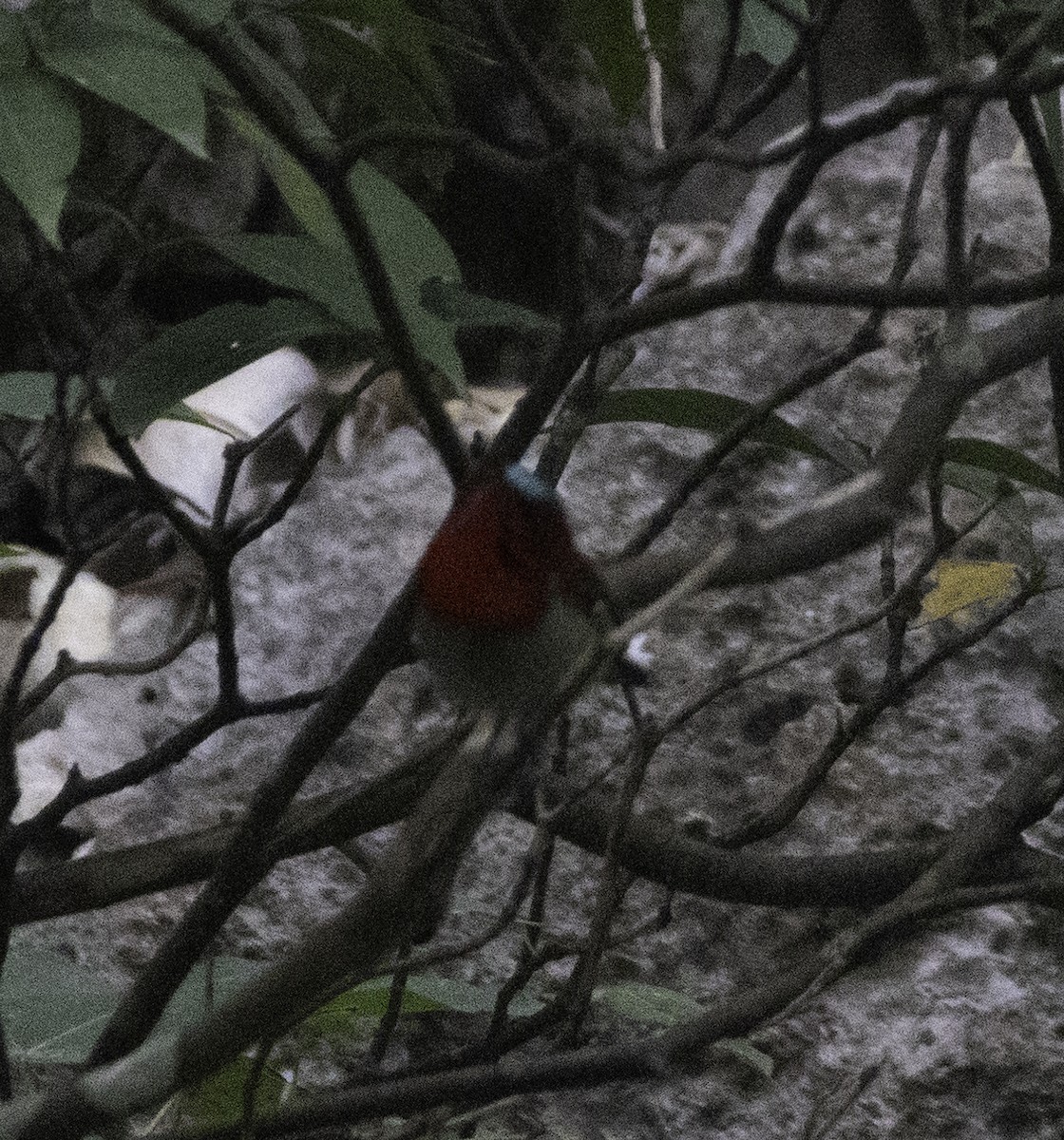 Crimson Sunbird - ML647455094