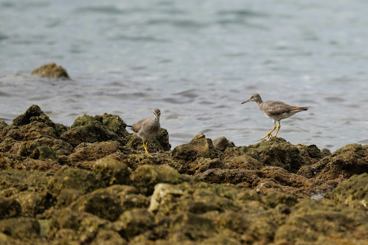 Gray-tailed Tattler - ML647455102