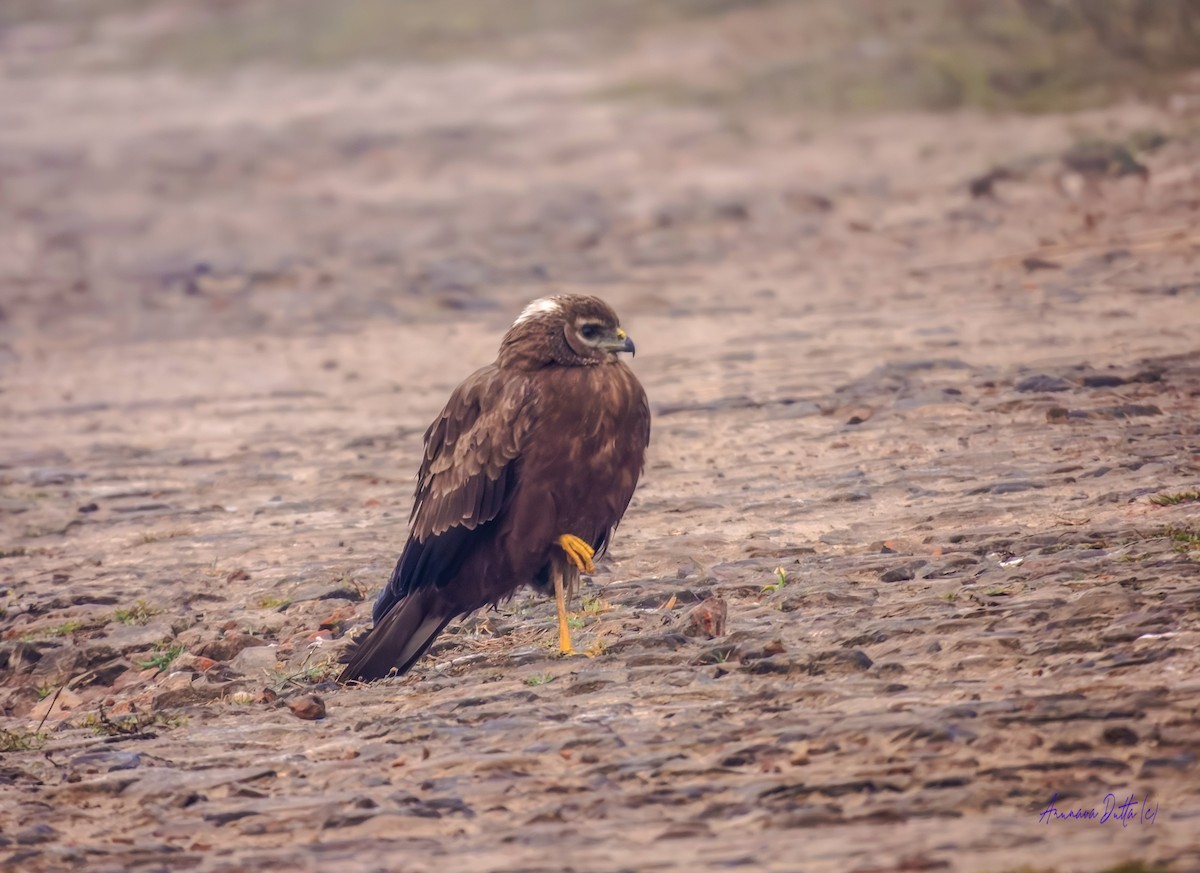 Eastern Marsh Harrier - ML647455106