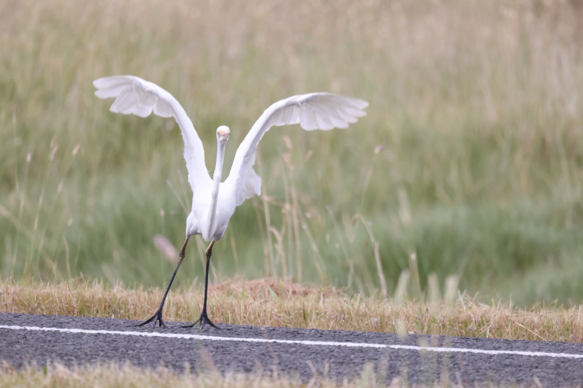 Great Egret - ML647455111