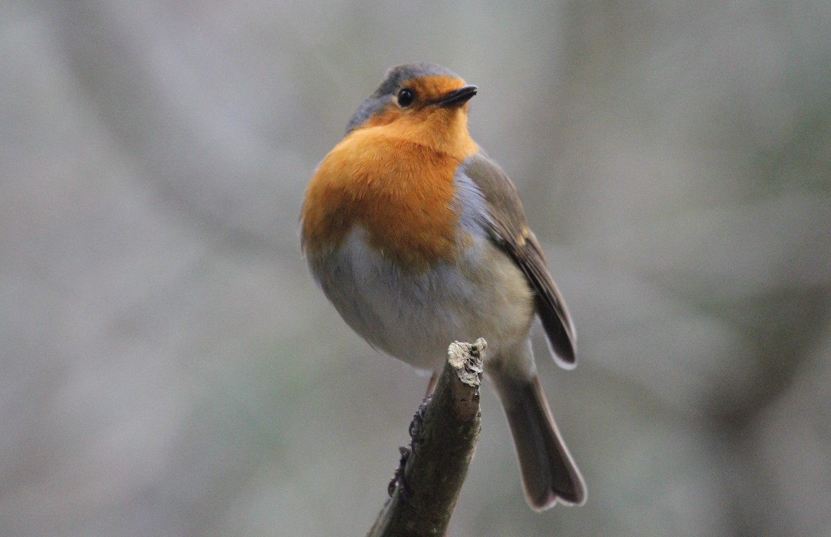 European Robin - ML647455112