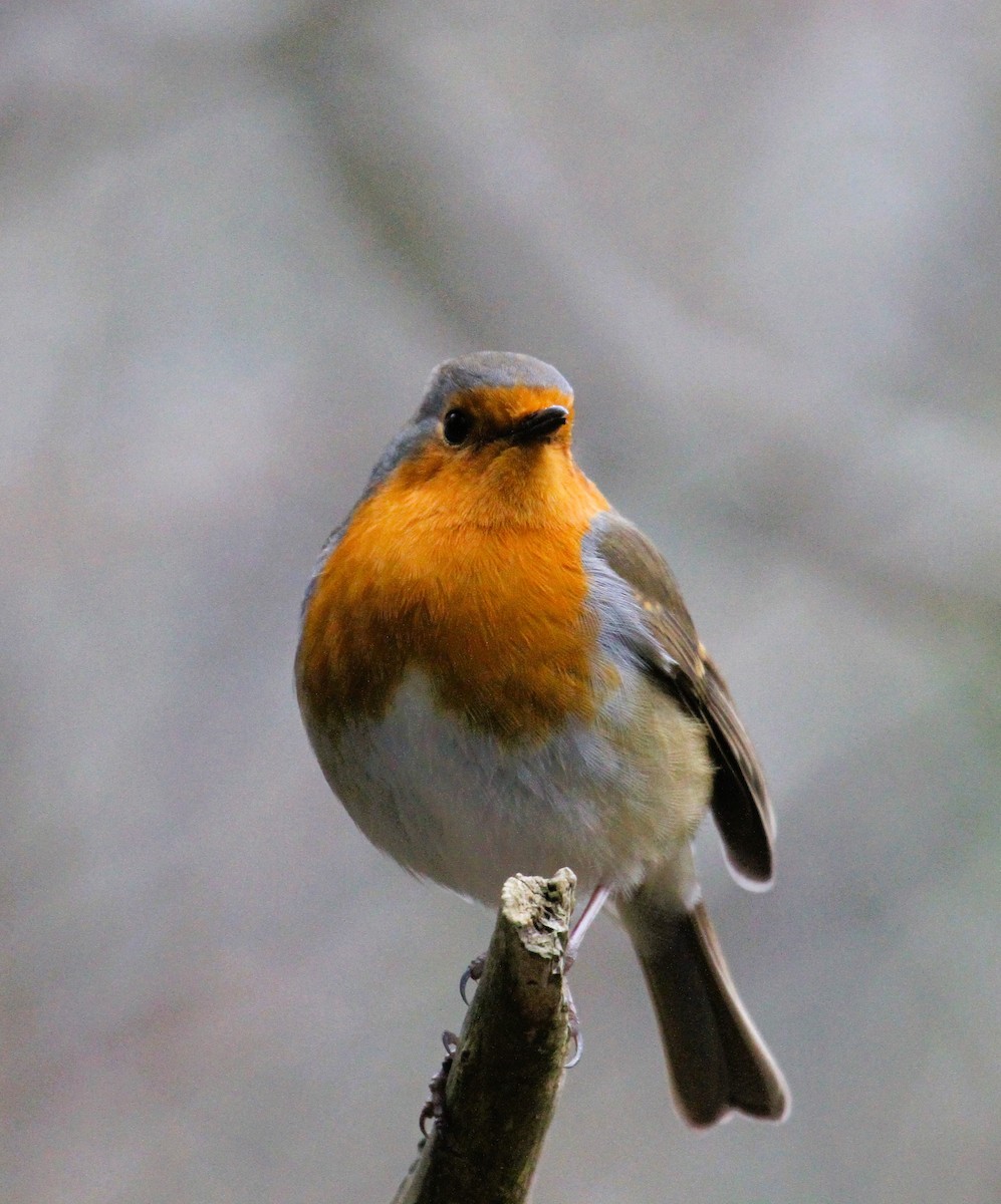 European Robin - ML647455113