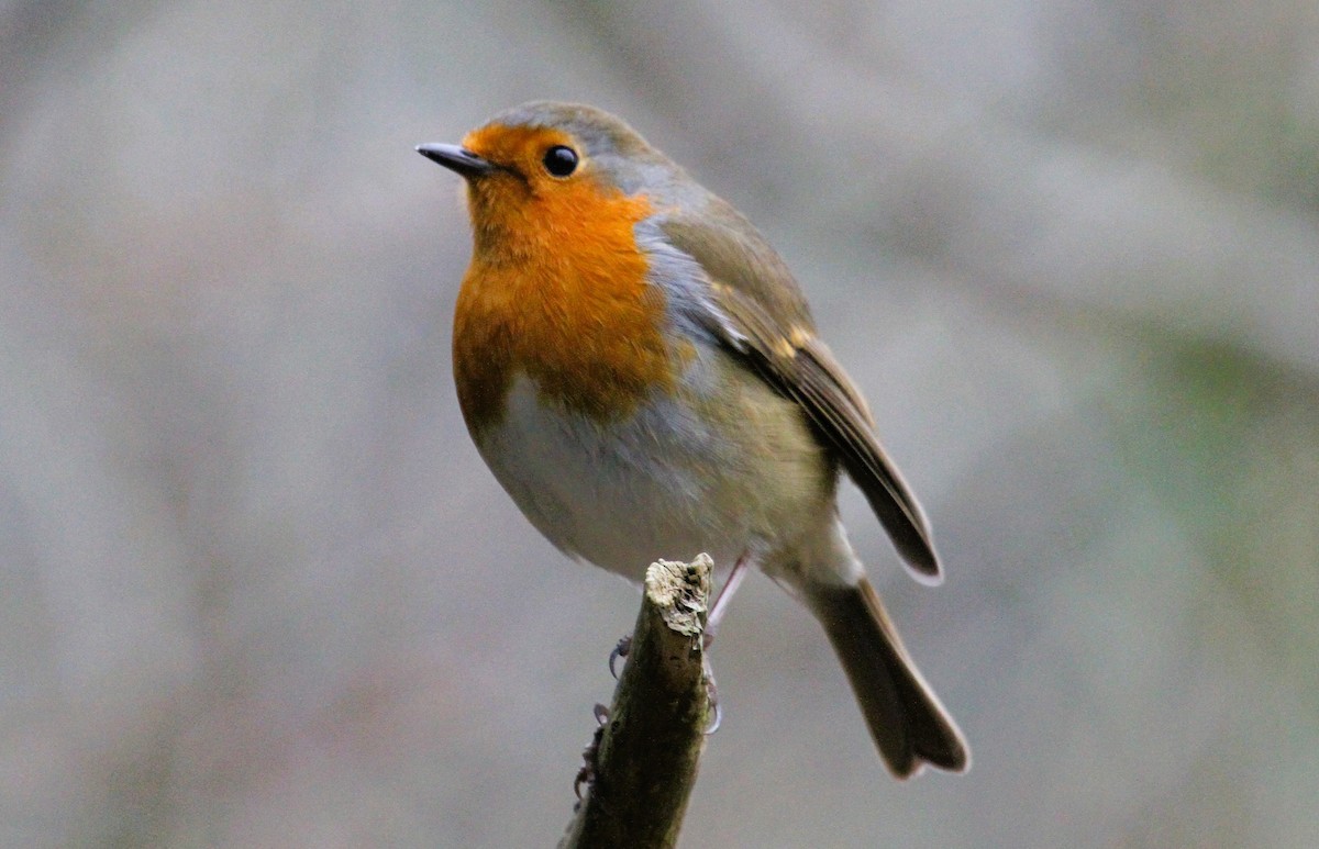 European Robin - ML647455114
