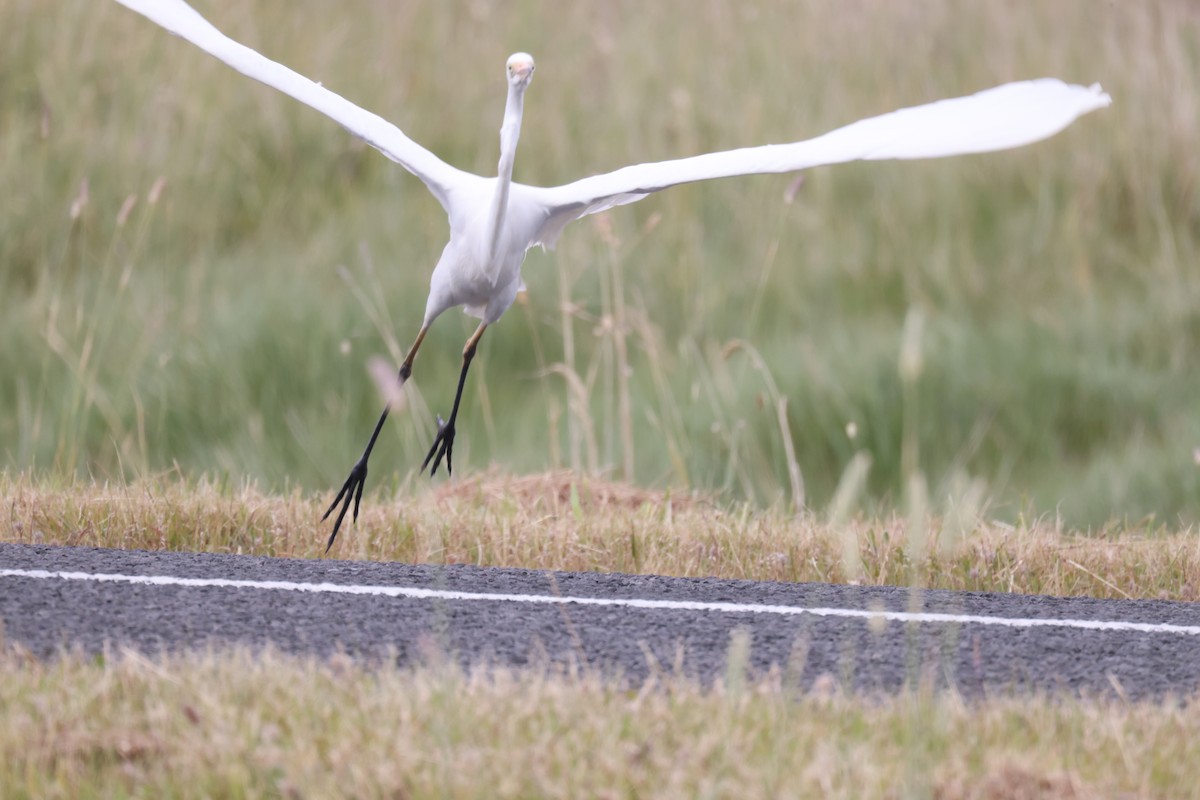 Great Egret - ML647455115