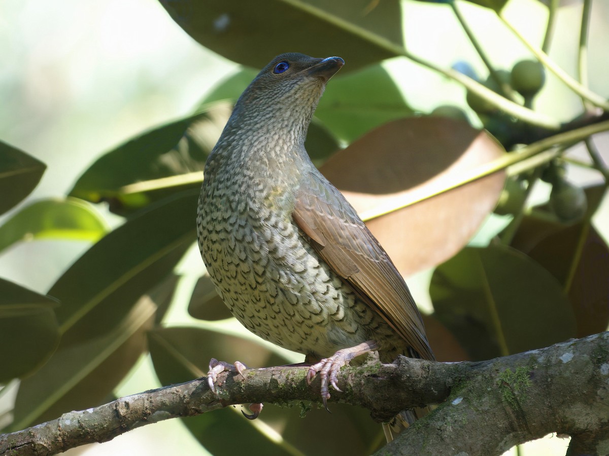 Satin Bowerbird - ML647455116