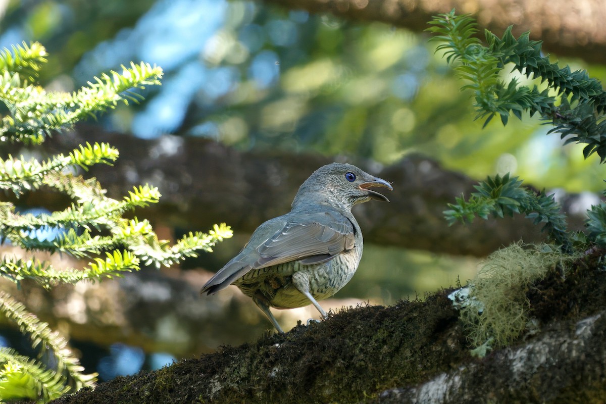Satin Bowerbird - ML647455117