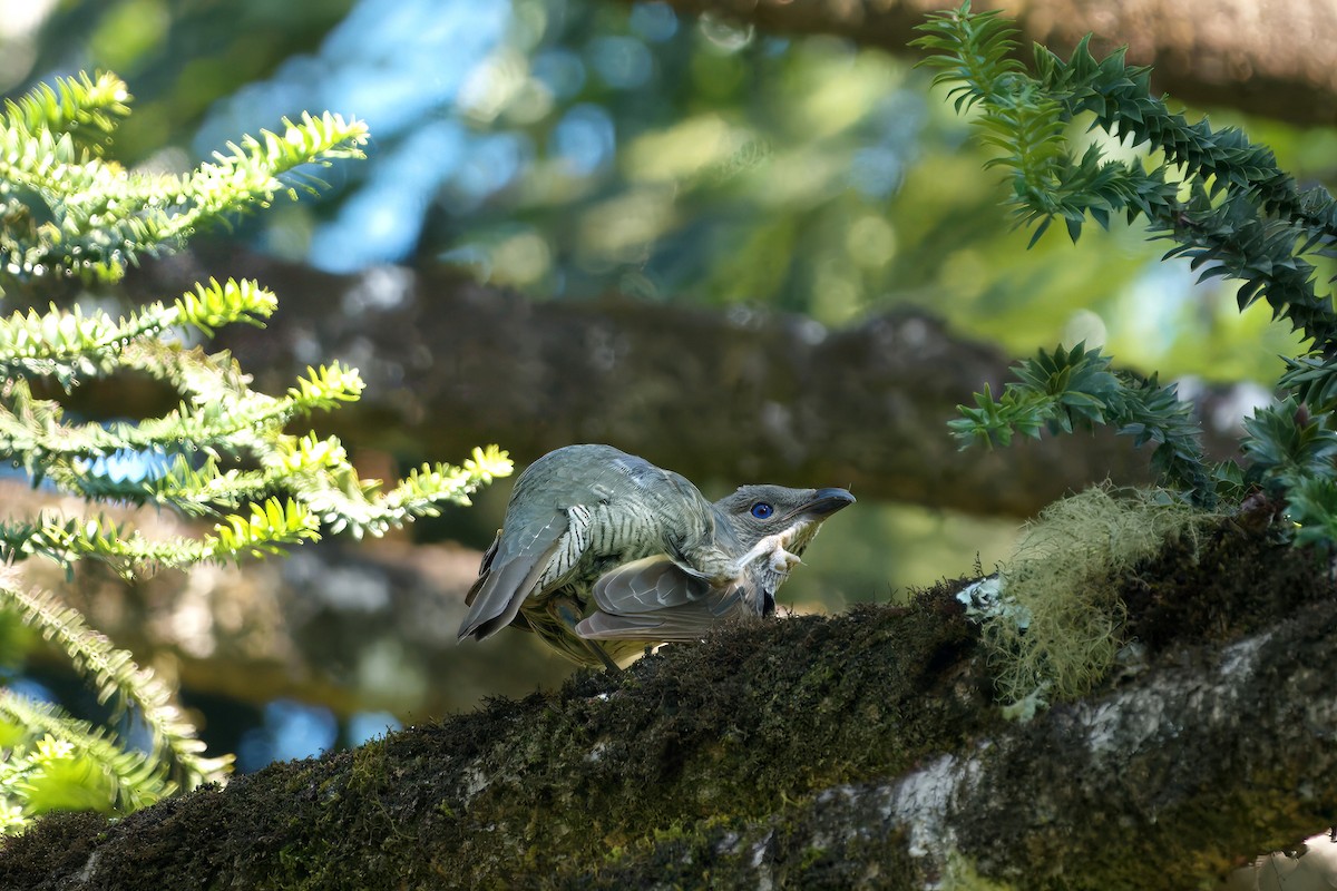 Satin Bowerbird - ML647455118