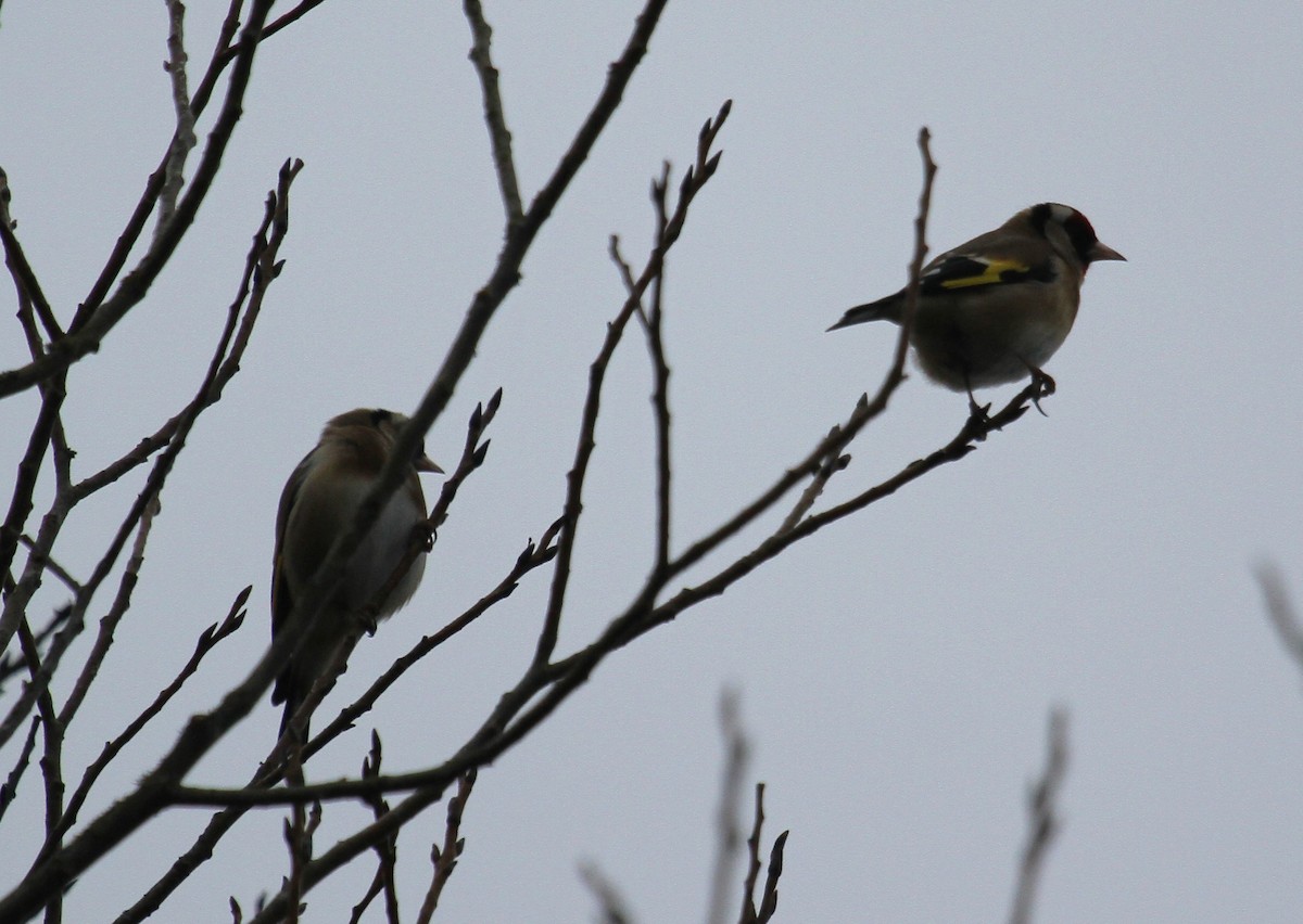 European Goldfinch - ML647455120