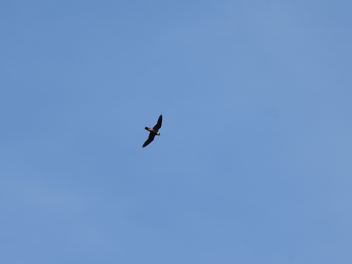 Bat Falcon - ML647455121