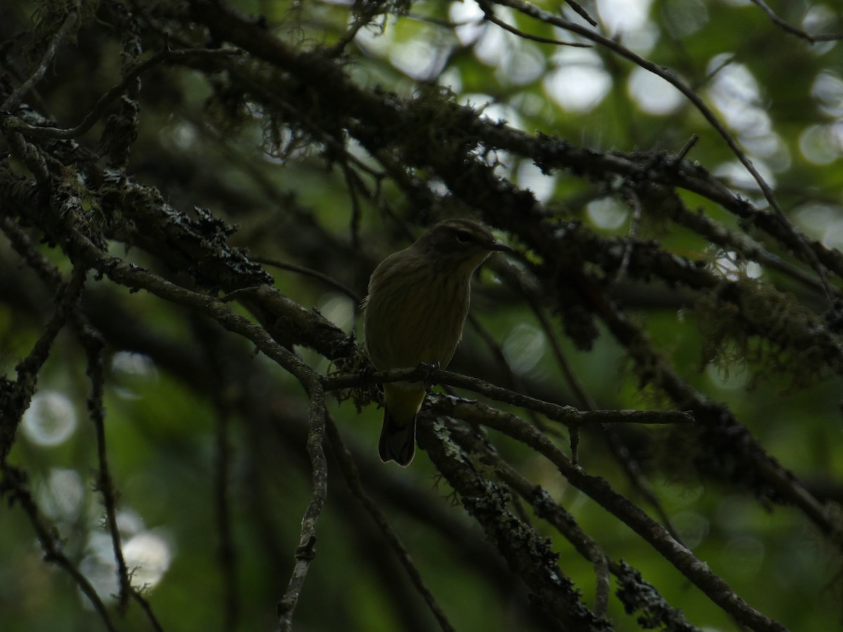 Palm Warbler - ML647455122