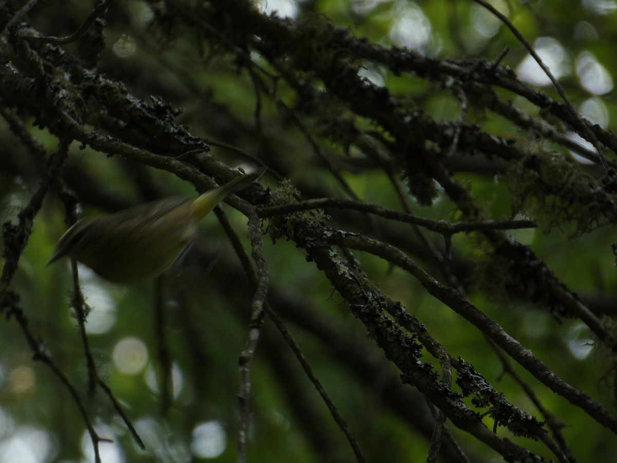 Palm Warbler - ML647455123