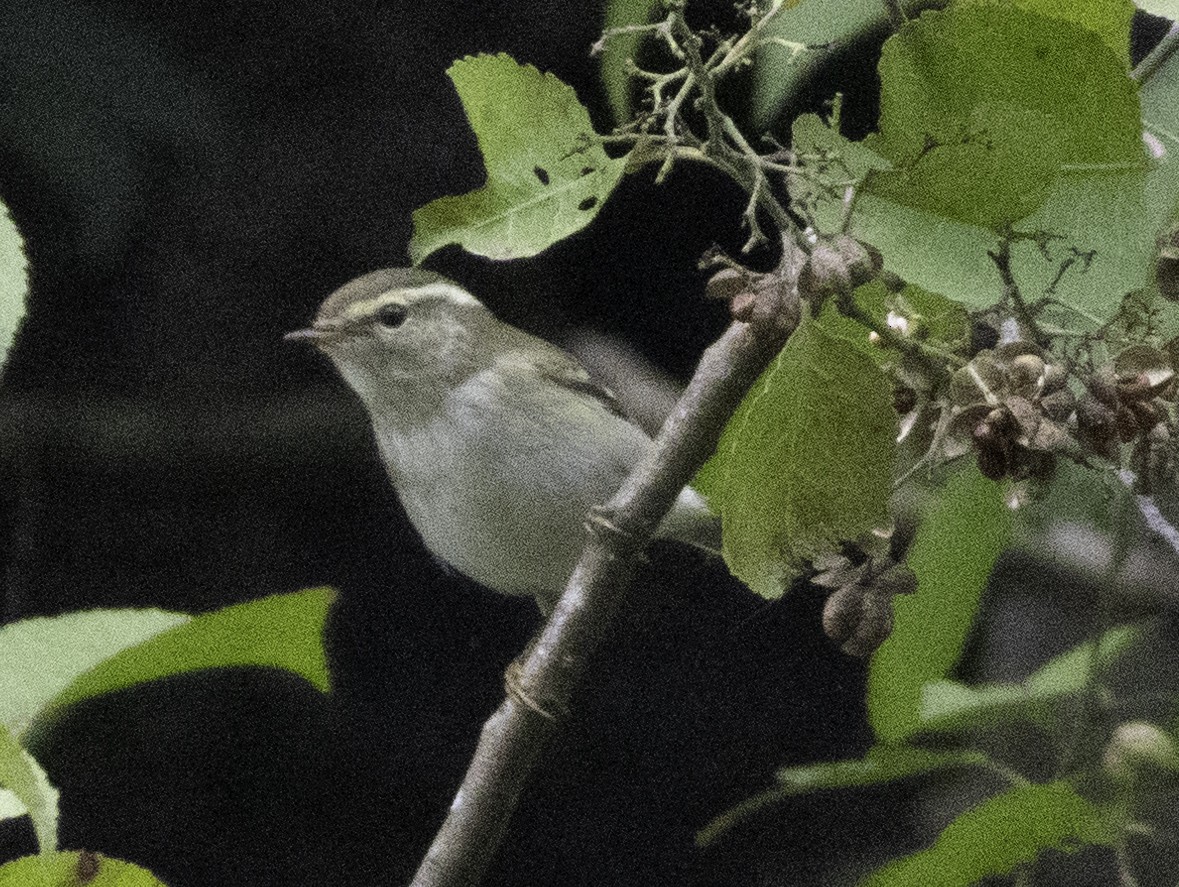 Yellow-browed Warbler - ML647455124