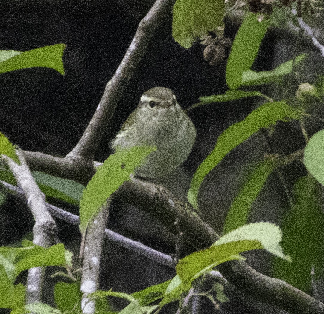 Yellow-browed Warbler - ML647455125