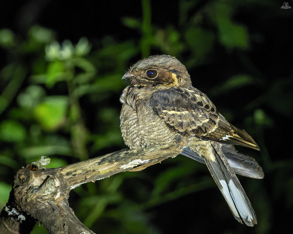 Jerdon's Nightjar - ML647455127